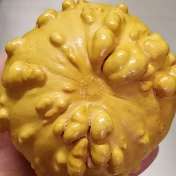 Extra-large Bumpy Gourd, 10 Seeds