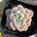 Echeveria Lauii, 3pcs x 1-head