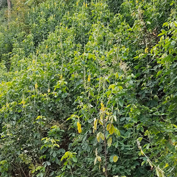 Sunn Hemp, 2000 Seeds