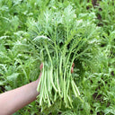 Fine-Leaved  Garland Chrysanthemum Seeds, 20g