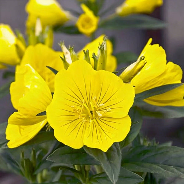 Yellow Evening Primrose, 500 Seeds