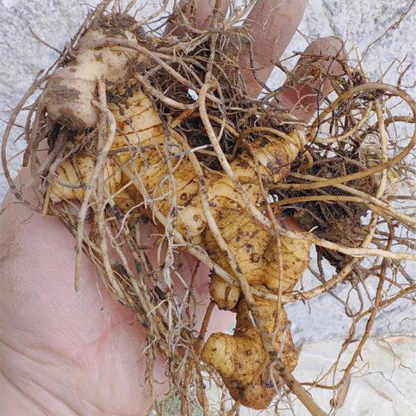 Huangjing Seeds, 100 Seeds