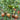 814 Purple Beauty Tomato, 5 Seeds