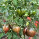 814 Purple Beauty Tomato, 5 Seeds