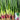 Shouhe Red Skin Scallion, 5g