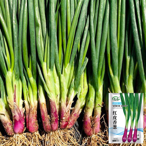 Shouhe Red Skin Scallion, 5g