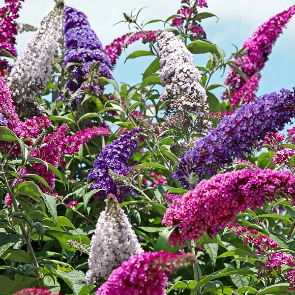 Mixed Butterfly Bush, 10 Seeds