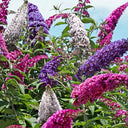 Mixed Butterfly Bush, 10 Seeds