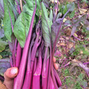 'Hongxiu 58' Flowering Stalk Seeds, 5g