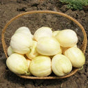 Tianfei Sweet Melon Seeds, 2g