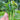 'Sijiu' No-Fiber Pointed-Leaf Choy Sum
