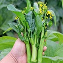 'Sijiu' No-Fiber Pointed-Leaf Choy Sum