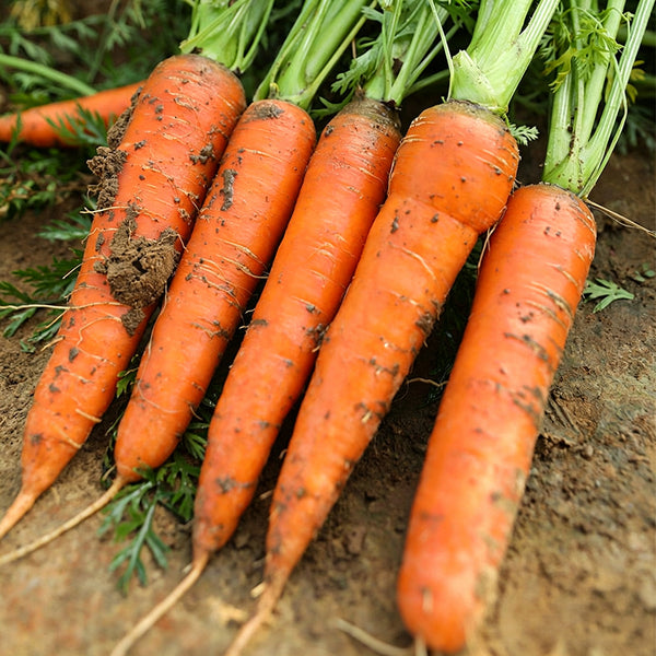 'Huangjian No.1' Carrot Seeds, 10g