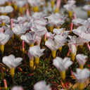 Oxalis glabra Series Bulb - 'Oxalis Goniorhiza', 6 Bulbs