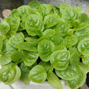 Large-Leaf Malabar Spinach Seeds, 10g