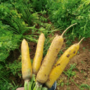 Qitou Yellow Carrot Seeds, 5g