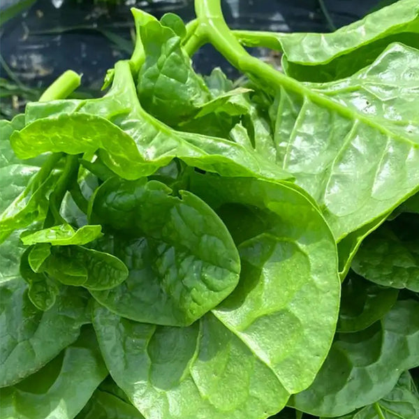 Large-Leaf Malabar Spinach Seeds, 10g
