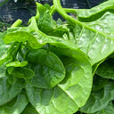 Large-Leaf Malabar Spinach Seeds, 10g