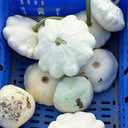 'White Flying Saucer' Gourd, 20 Seeds