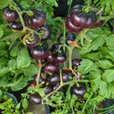 7 Azure Giant Tomato, 5 Seeds
