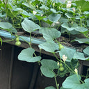 Extra Small Bottle Gourd, 30 Seeds