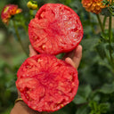 816 Bulgarian Mountain Cap Tomato, 5 Seeds