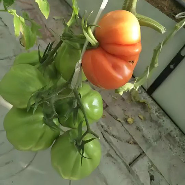 CORAZON Fleshy Tomato Seeds, 10 Seeds