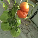 CORAZON Fleshy Tomato Seeds, 10 Seeds