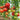 425 Kolkhoznaya Koroleva Tomato, 5 Seeds