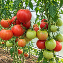 425 Kolkhoznaya Koroleva Tomato, 5 Seeds