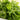 Round-leaf White Amaranth Seeds, 8g