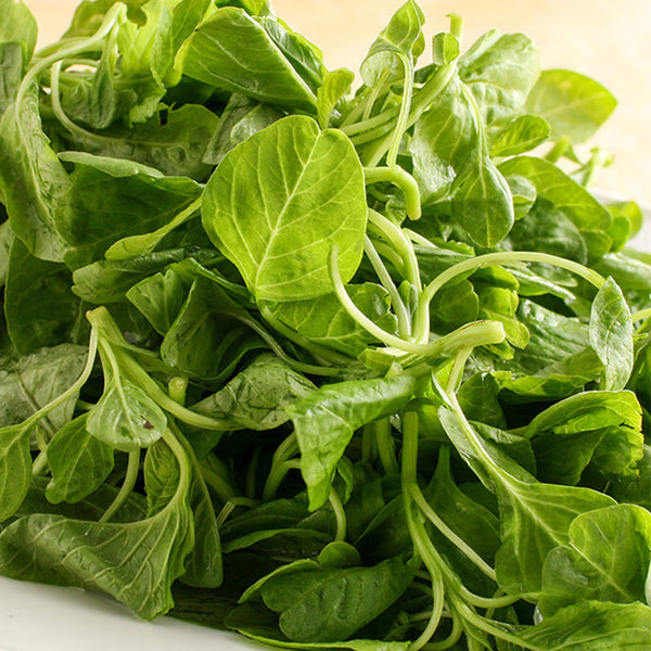 Round-leaf White Amaranth Seeds, 8g