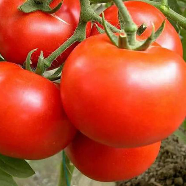 Venice F1-199 Tomato, 5 Seeds