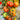 713 Jason 4 Tomato, 5 Seeds