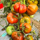713 Jason 4 Tomato, 5 Seeds