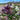 Aquilegia vulgaris 'Crown' Seeds, 1g