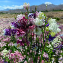 Aquilegia vulgaris 'Crown' Seeds, 1g