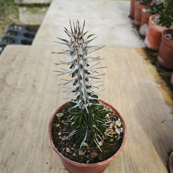 Alluaudia montagnacii, 7-8cm