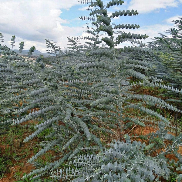 Small Coin Leaf Eucalyptus, 200 Seeds