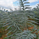 Small Coin Leaf Eucalyptus, 200 Seeds
