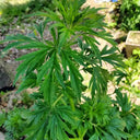Motherwort seeds, 50g