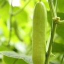 Cream No.3 Mini Cucumber Seeds, 10 Seeds