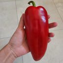 Conical Red Sweet Pepper Seeds, 0.5g