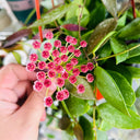 Hoya inconspicua, 1 Cutting