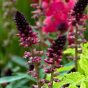 'Beaujolais' Purple Loosestrife, 10 Seeds