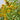 Giant Branching Sunflower, 200 Seeds
