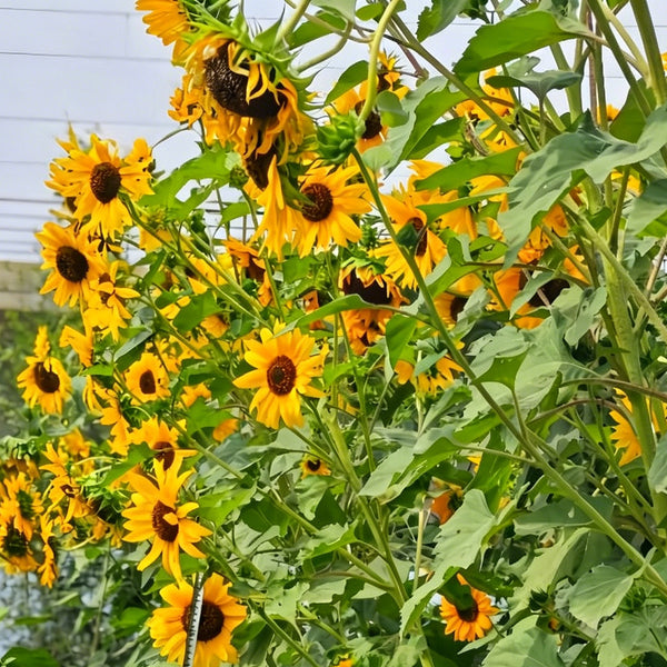 Giant Branching Sunflower, 200 Seeds