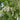Black Locust Seeds, 10g