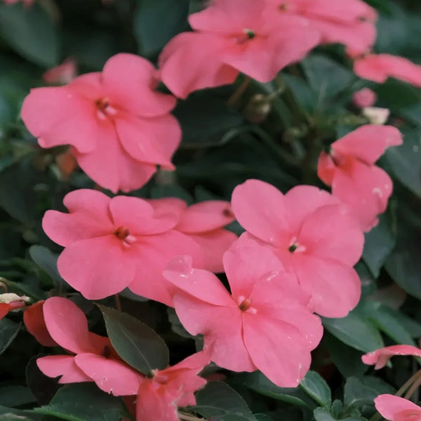 Salsa Mix Impatiens Walleriana, 5 Seeds