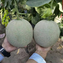 Dumi 101 Muskmelon Seeds, 500 Seeds